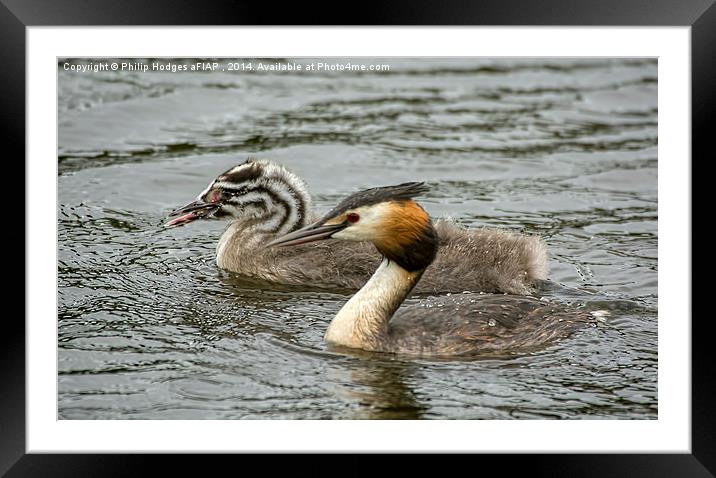 Grebe With Offspring  Framed Mounted Print by Philip Hodges aFIAP ,