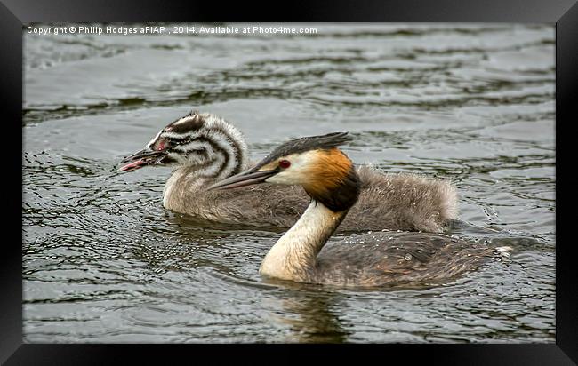 Grebe With Offspring  Framed Print by Philip Hodges aFIAP ,