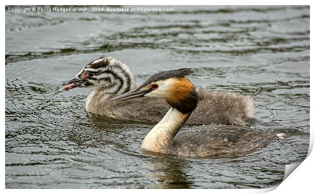 Grebe With Offspring  Print by Philip Hodges aFIAP ,