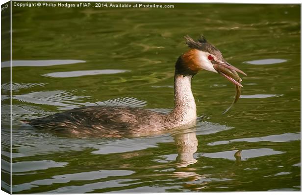  Grebe with Catch Canvas Print by Philip Hodges aFIAP ,