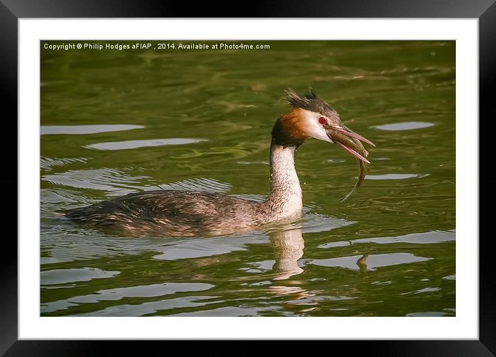  Grebe with Catch Framed Mounted Print by Philip Hodges aFIAP ,