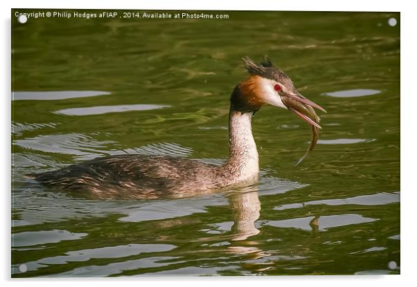  Grebe with Catch Acrylic by Philip Hodges aFIAP ,