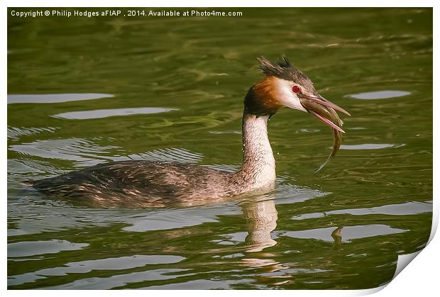  Grebe with Catch Print by Philip Hodges aFIAP ,
