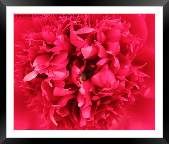  Petals  Framed Mounted Print by Jane Emery