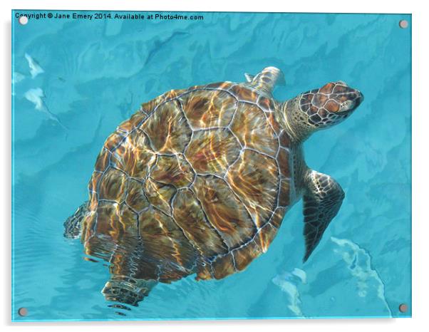  Turtle Acrylic by Jane Emery