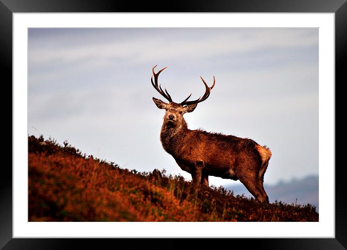    Red deer stag Framed Mounted Print by Macrae Images