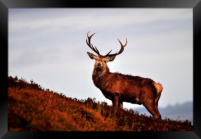    Red deer stag Framed Print by Macrae Images