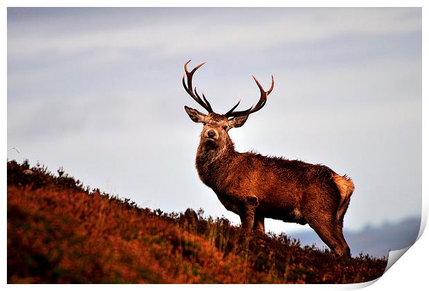    Red deer stag Print by Macrae Images