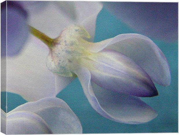 WISTERIA Canvas Print by Ray Bacon LRPS CPAGB