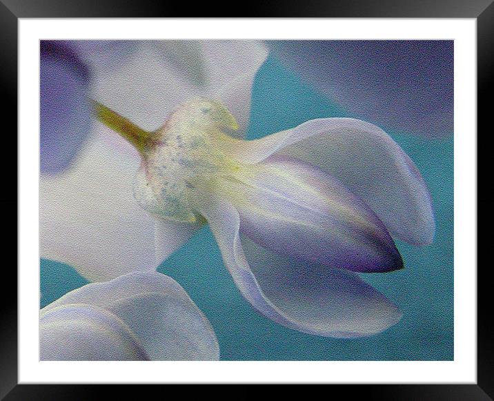 WISTERIA Framed Mounted Print by Ray Bacon LRPS CPAGB