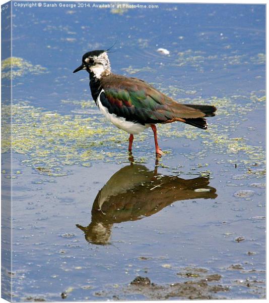  Lapwing Reflection Canvas Print by Sarah George