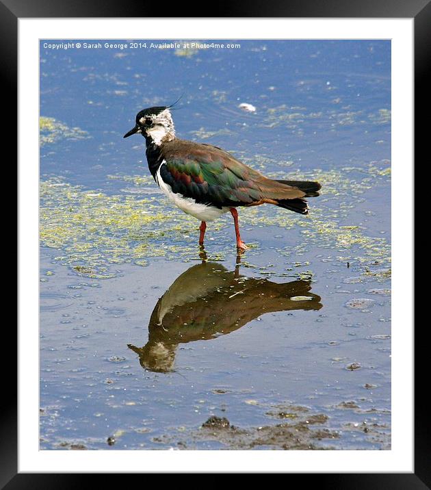  Lapwing Reflection Framed Mounted Print by Sarah George