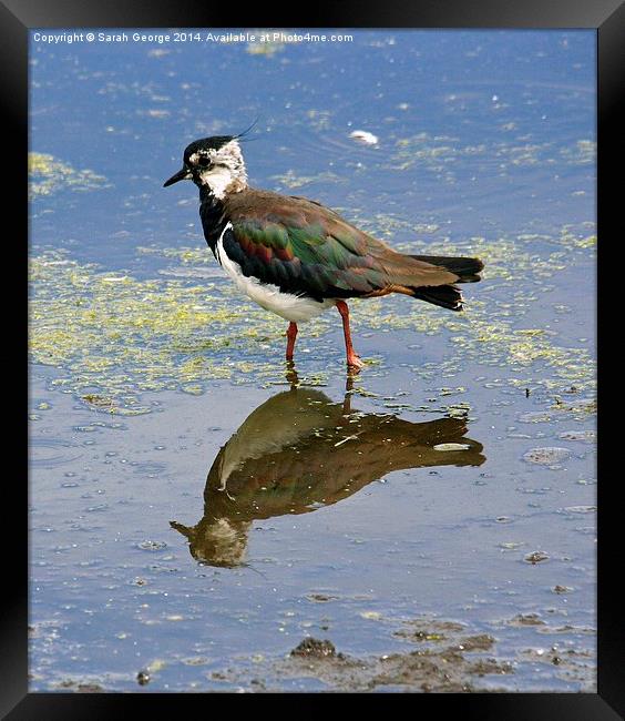  Lapwing Reflection Framed Print by Sarah George