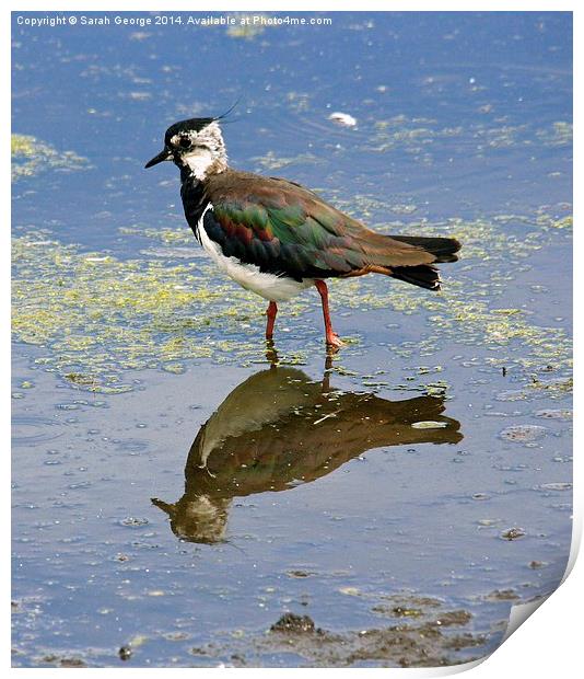  Lapwing Reflection Print by Sarah George