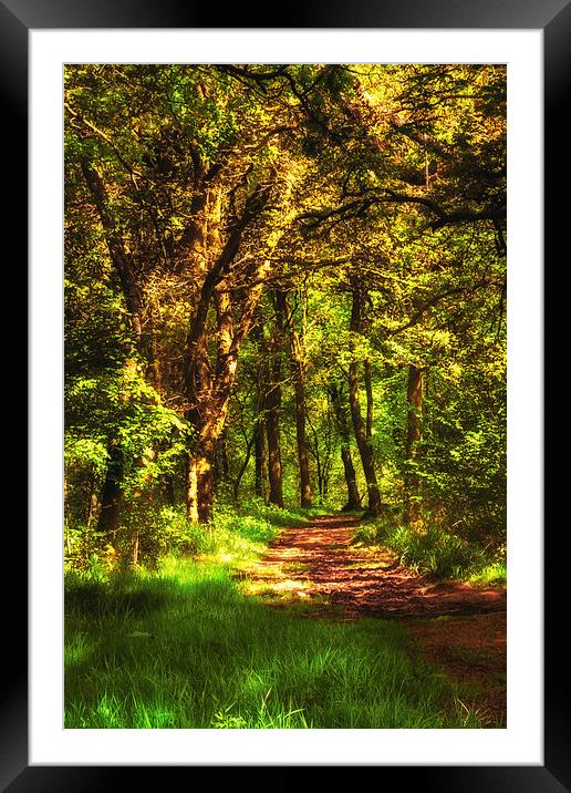 Sunlit path through Primrose wood Framed Mounted Print by Hugh McKean