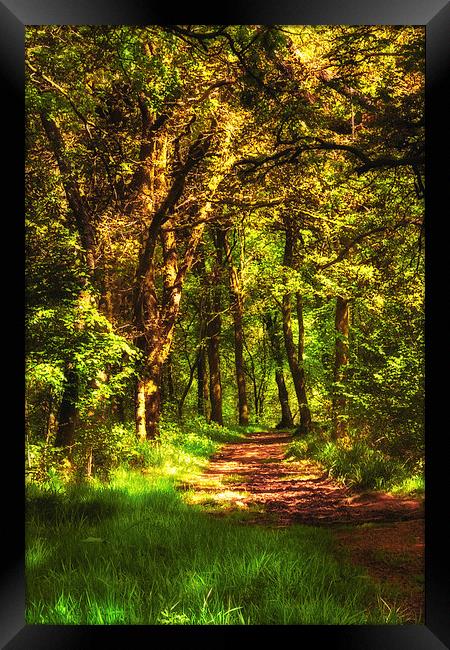 Sunlit path through Primrose wood Framed Print by Hugh McKean