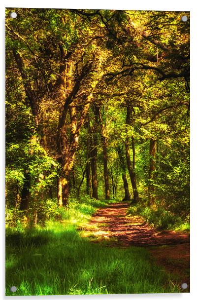 Sunlit path through Primrose wood Acrylic by Hugh McKean