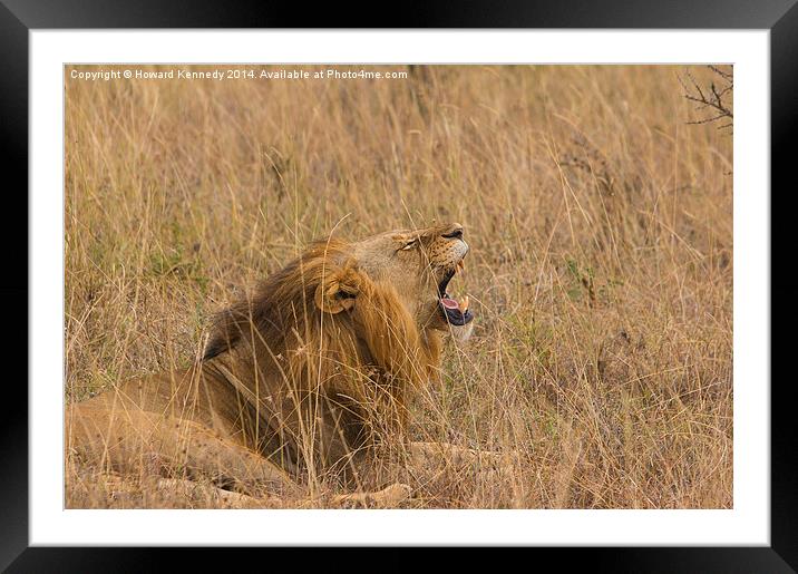 Lion Yawning Framed Mounted Print by Howard Kennedy