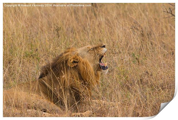 Lion Yawning Print by Howard Kennedy
