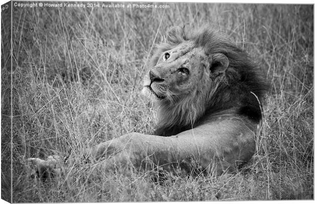 Resting Lion Canvas Print by Howard Kennedy