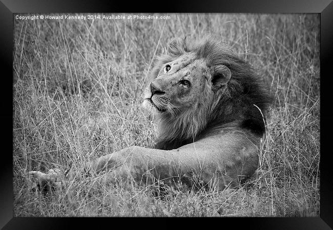 Resting Lion Framed Print by Howard Kennedy