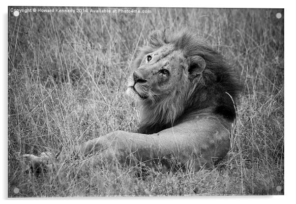 Resting Lion Acrylic by Howard Kennedy
