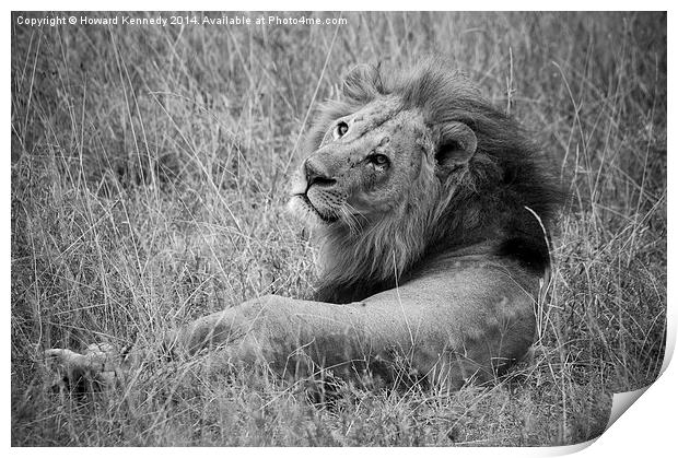 Resting Lion Print by Howard Kennedy
