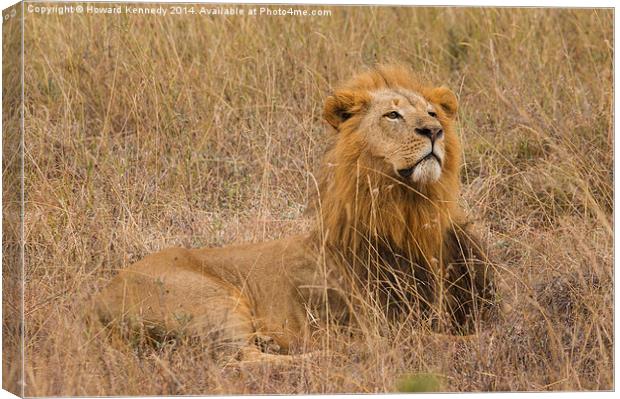 Lion watching prey approach Canvas Print by Howard Kennedy