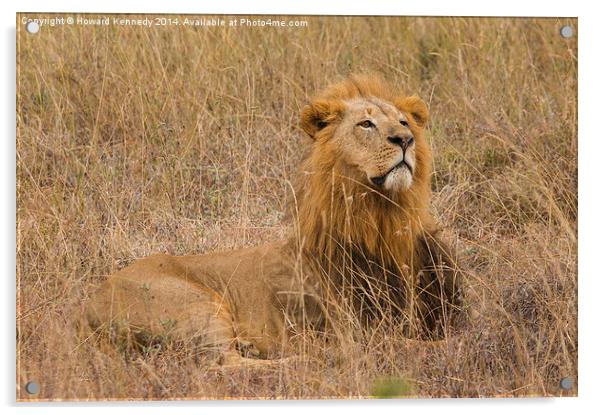 Lion watching prey approach Acrylic by Howard Kennedy