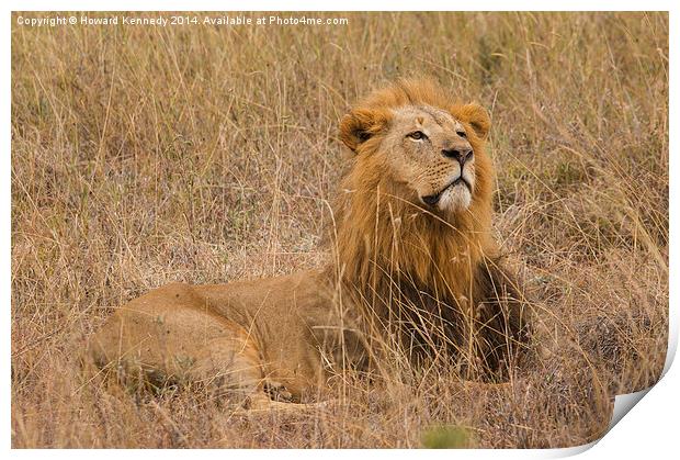 Lion watching prey approach Print by Howard Kennedy