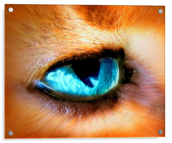  cats eye Acrylic by sue davies