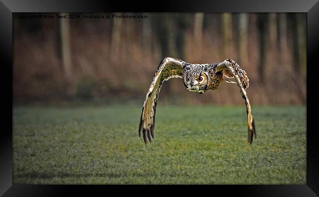  European Eagle Owl in Flight Framed Print by Mike Twist
