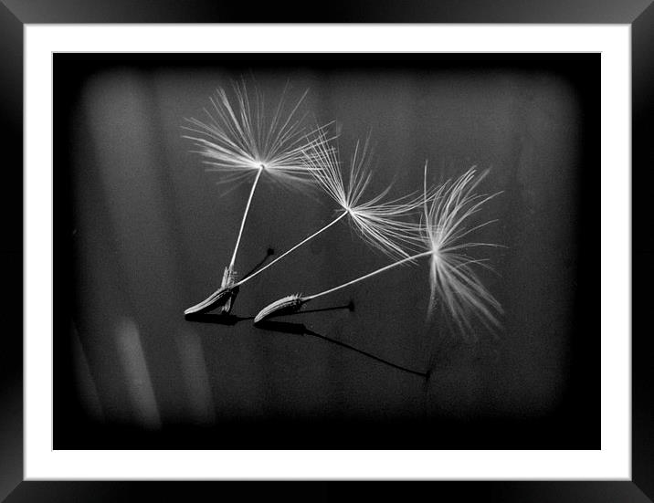  seedheads dancing Framed Mounted Print by sue davies