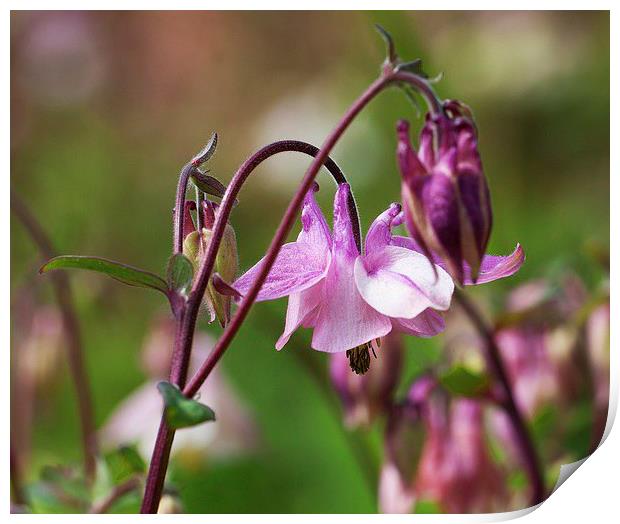  Columbine, Aquileagia Print by Stephen Prosser