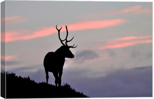    Stag silhouette Canvas Print by Macrae Images