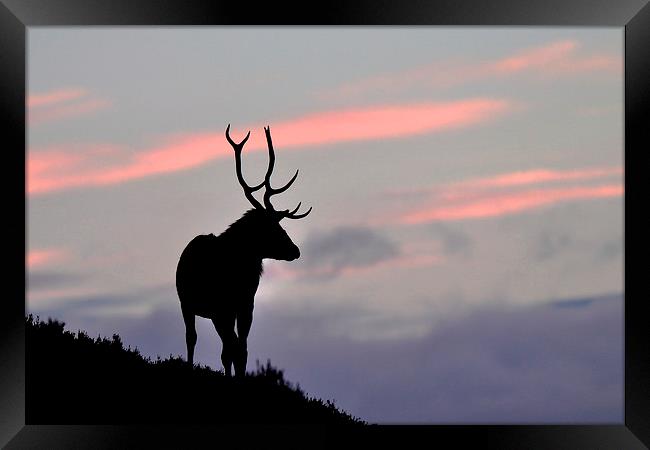    Stag silhouette Framed Print by Macrae Images