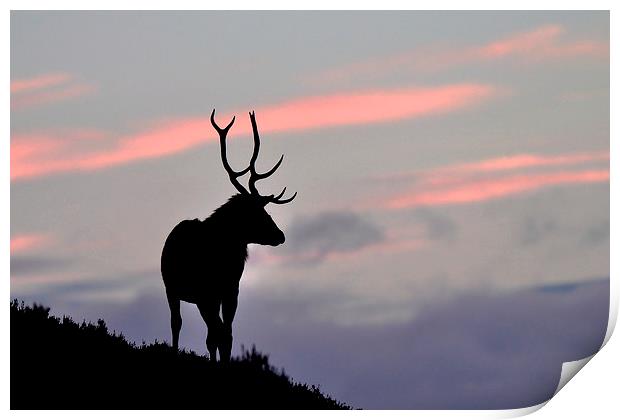    Stag silhouette Print by Macrae Images
