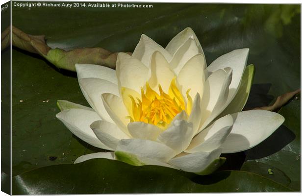 Water Lily Flower Canvas Print by Richard Auty