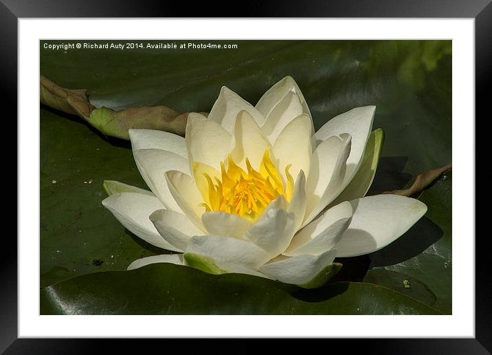 Water Lily Flower Framed Mounted Print by Richard Auty