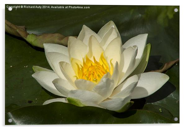 Water Lily Flower Acrylic by Richard Auty