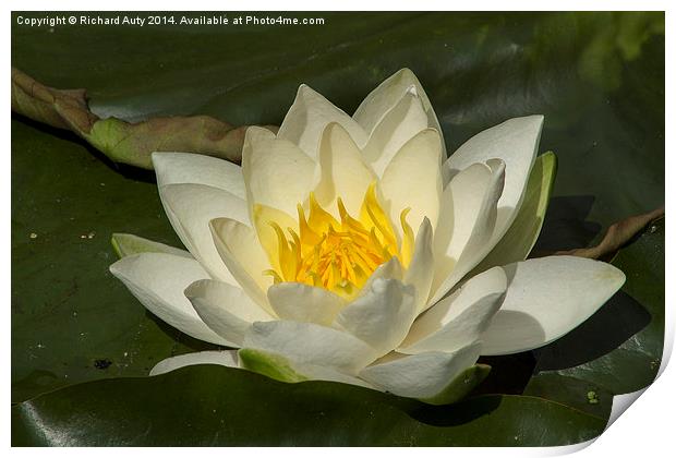 Water Lily Flower Print by Richard Auty