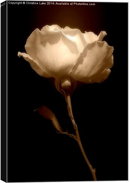 Rose in Sepia  Canvas Print by Christine Lake