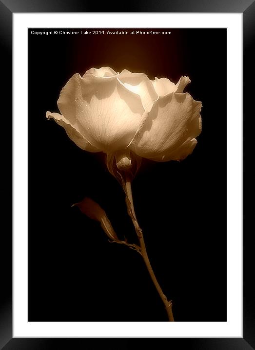Rose in Sepia  Framed Mounted Print by Christine Lake