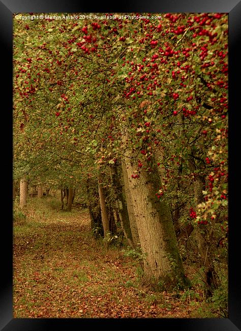  Autumn Colours Framed Print by Martyn Arnold
