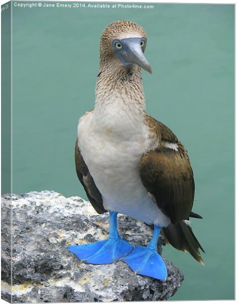  Blue Footed Booby Bird Canvas Print by Jane Emery