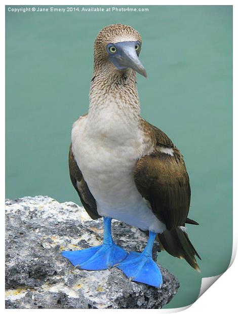  Blue Footed Booby Bird Print by Jane Emery