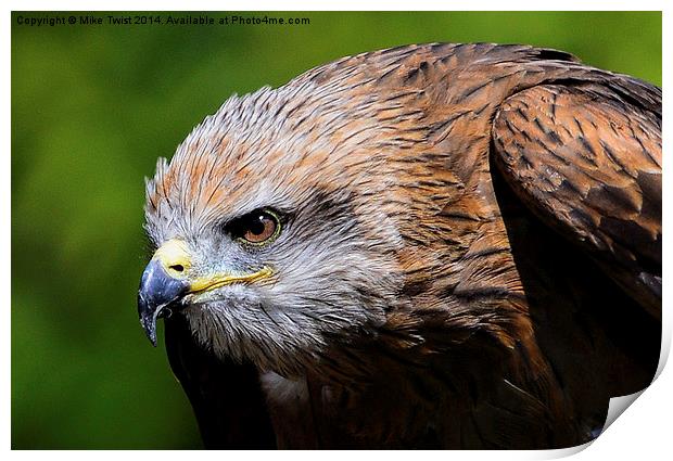  Black Kite Portrait Print by Mike Twist