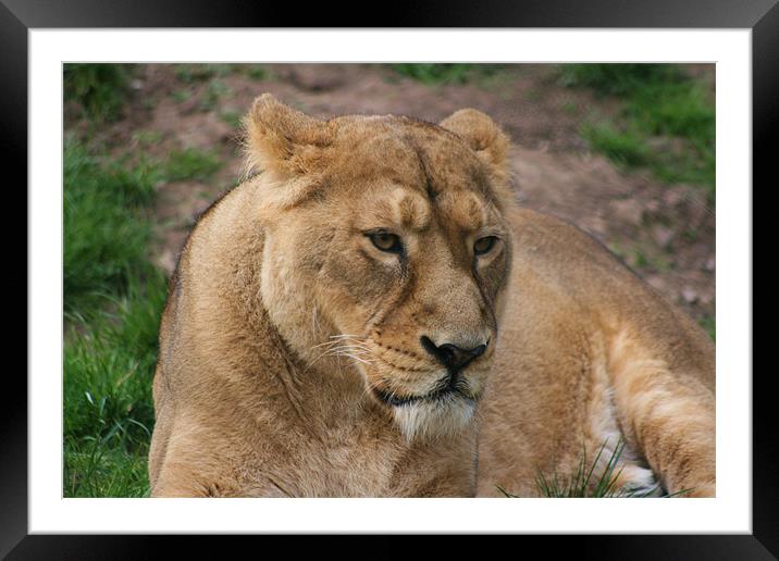 Grumpy lioness Framed Mounted Print by charlie Mellow