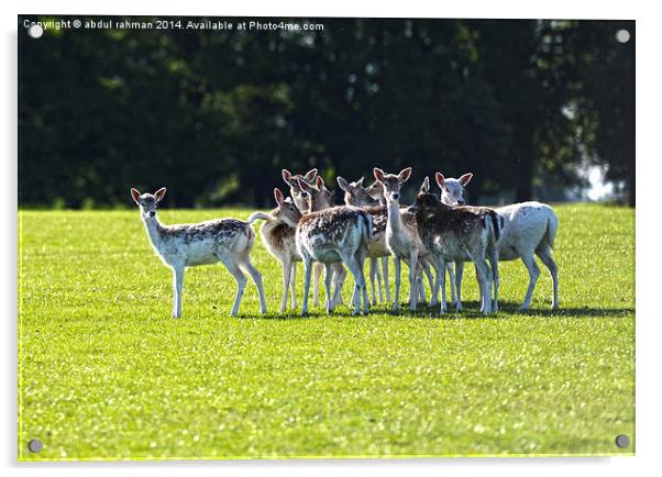 bunch of deer  Acrylic by abdul rahman