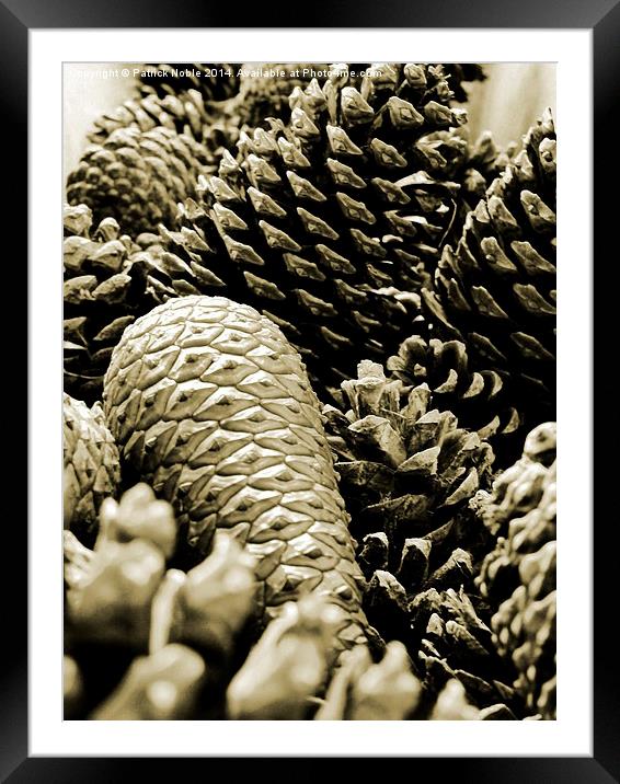  Pinecones Framed Mounted Print by Patrick Noble
